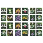 WildOrchids2020 2 - USPS Forever Stamps
